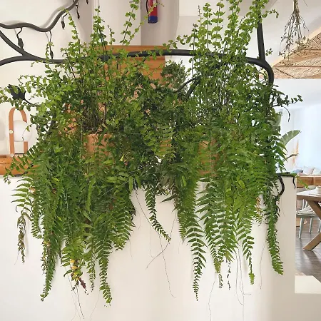 Casa de hóspedes Sãone - Coworking&retreat Location Ericeira